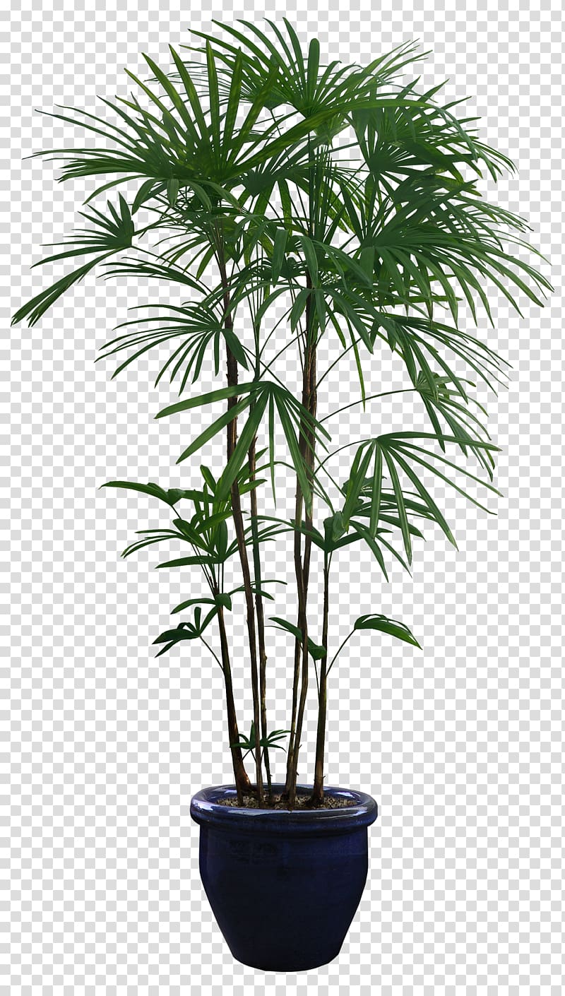 Houseplant Flowerpot, palm tree transparent background PNG clipart