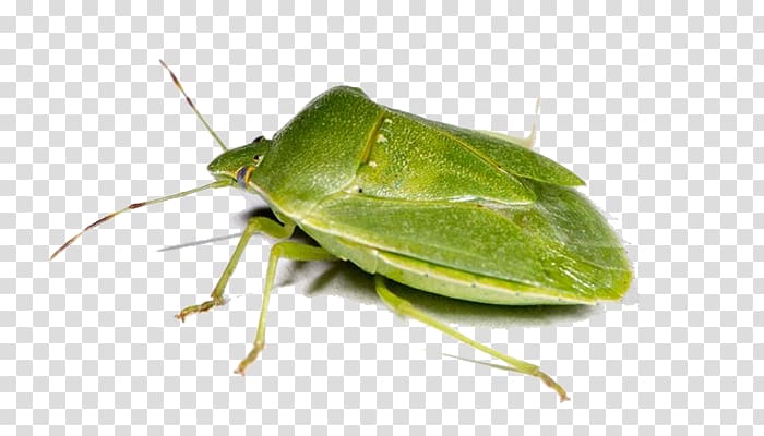 Insect Southern green stink bug Heteroptera, insect transparent background PNG clipart