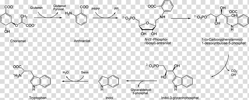 Tryptophan Amadori rearrangement Shikimate pathway Shikimic acid Phenylalanine, others transparent background PNG clipart