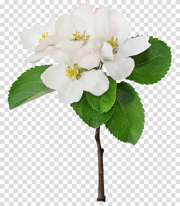 Apples Cerasus Flower Cherry blossom, flower transparent background PNG clipart