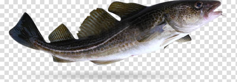 Atlantic cod Fish Food Japanese eel, gadus morhua transparent background PNG clipart