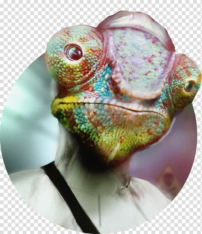 La fundación Close-up Ansvar Animal Entity, camaleon transparent background PNG clipart