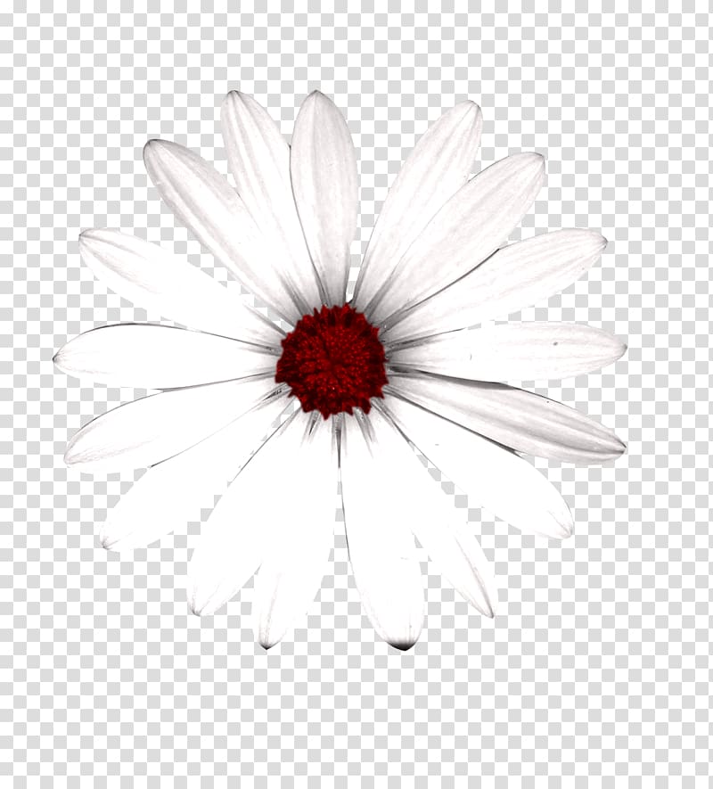 Common daisy Transvaal daisy Chrysanthemum White Oxeye daisy, Flowers creative floral patterns transparent background PNG clipart
