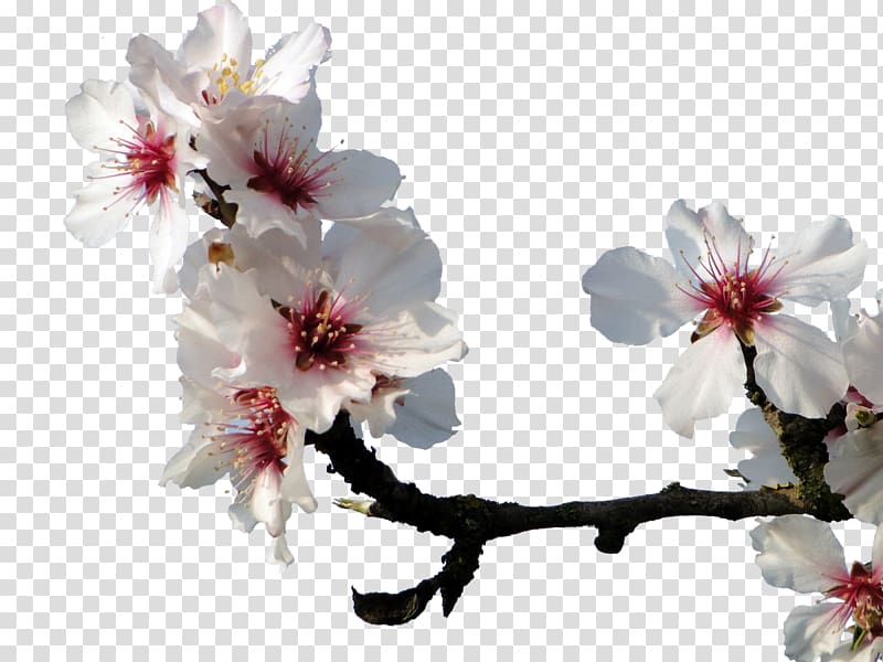 Almond Blossoms Cherry blossom Peach, White peach transparent background PNG clipart