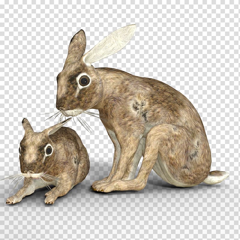 Domestic rabbit Hare New England cottontail Wildlife, rabbit transparent background PNG clipart