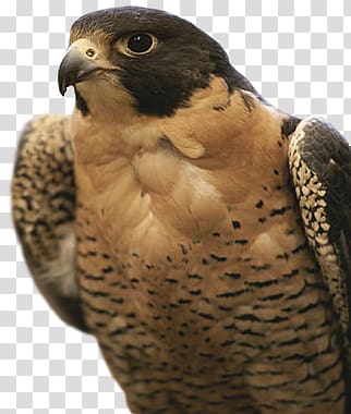 Falcon transparent background PNG clipart