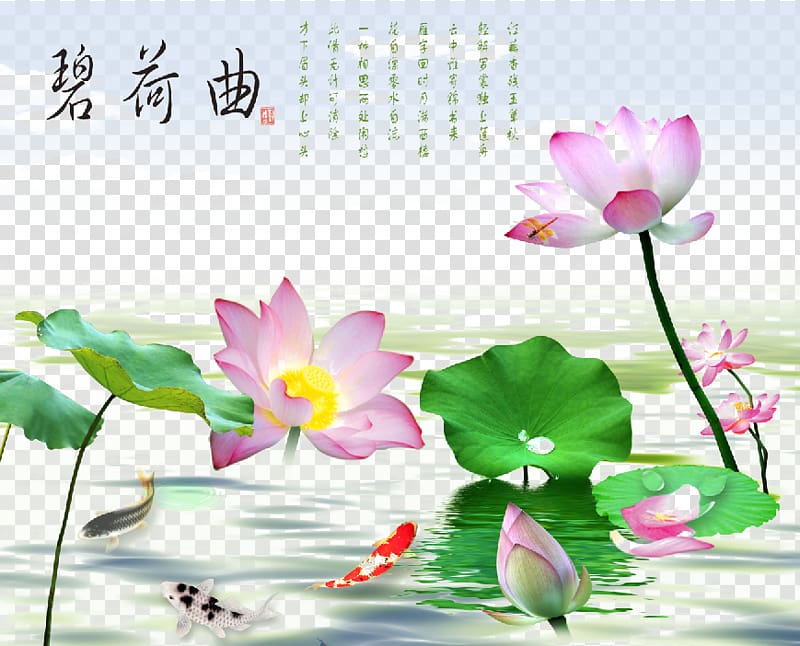 pink petaled flower illustration, Nelumbo nucifera, Blossoming Lotus transparent background PNG clipart