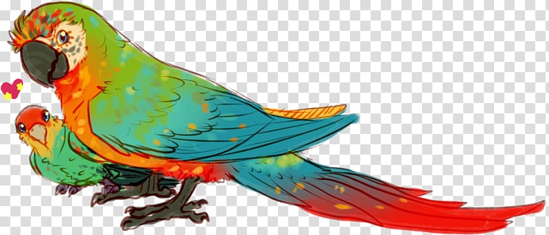 Macaw Parakeet Bird Loriini Feather, others transparent background PNG clipart