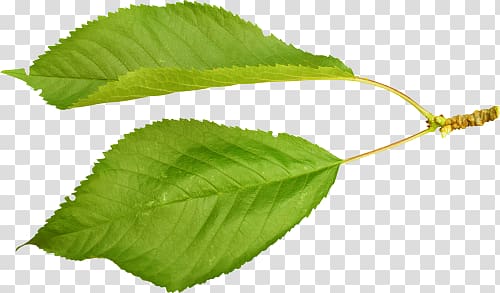 Leaf Cerasus Nalewka Plant stem Wine, Leaf transparent background PNG clipart