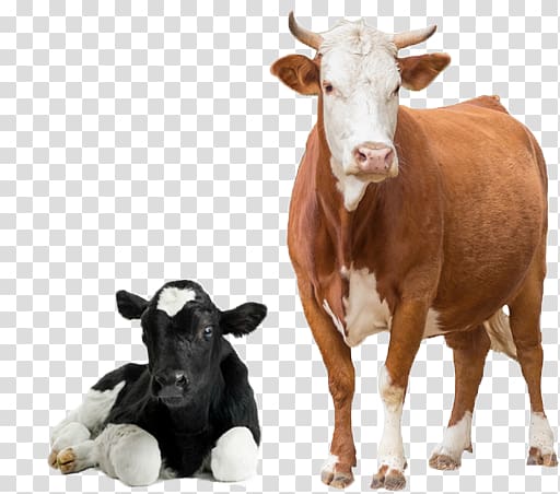 Cow transparent background PNG clipart