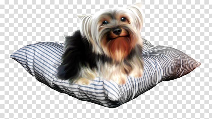 Yorkshire Terrier Australian Silky Terrier Puppy Companion dog, puppy transparent background PNG clipart