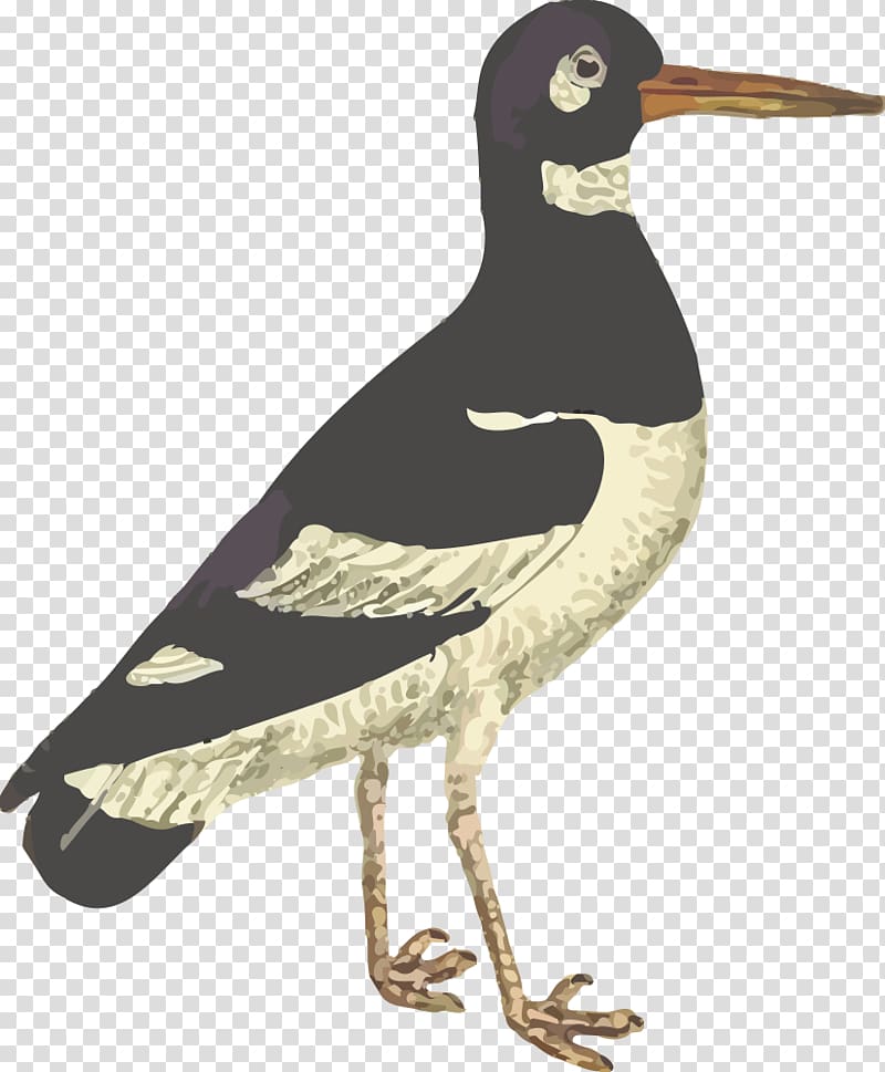 Bird Flamingos Heron Wader Wren, Bird transparent background PNG clipart