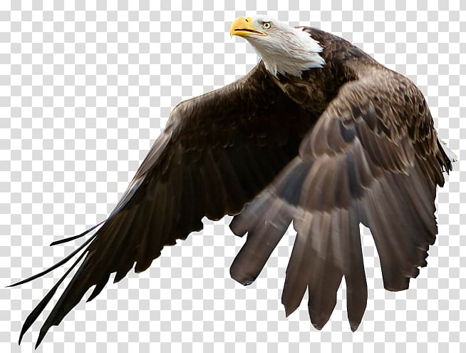 Bald Eagle Bird, eagle transparent background PNG clipart