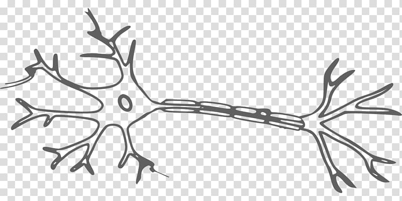 Neuron Nervous system Brain , neuron transparent background PNG clipart