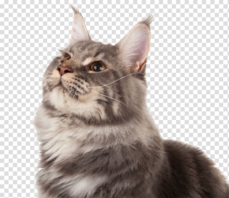Maine Coon American Wirehair Whiskers Kitten Asian Semi-longhair, kitten transparent background PNG clipart