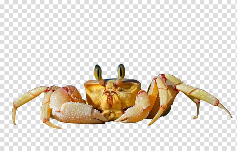 Dungeness crab Freshwater crab Seafood Ocypode cursor, crab transparent background PNG clipart