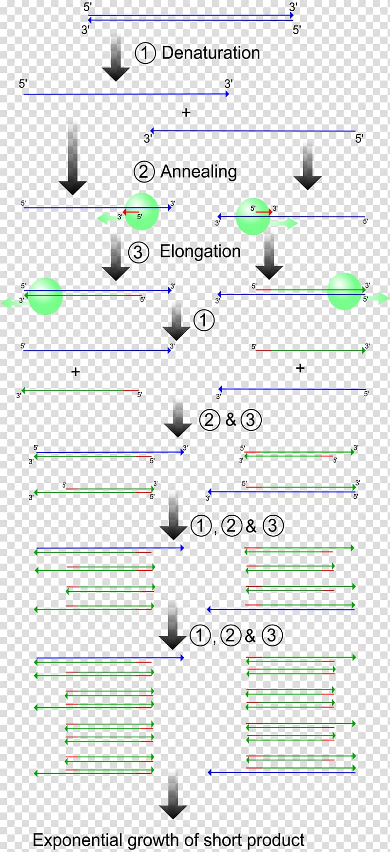 Real-time polymerase chain reaction Genetics Molecular biology, PCR transparent background PNG clipart