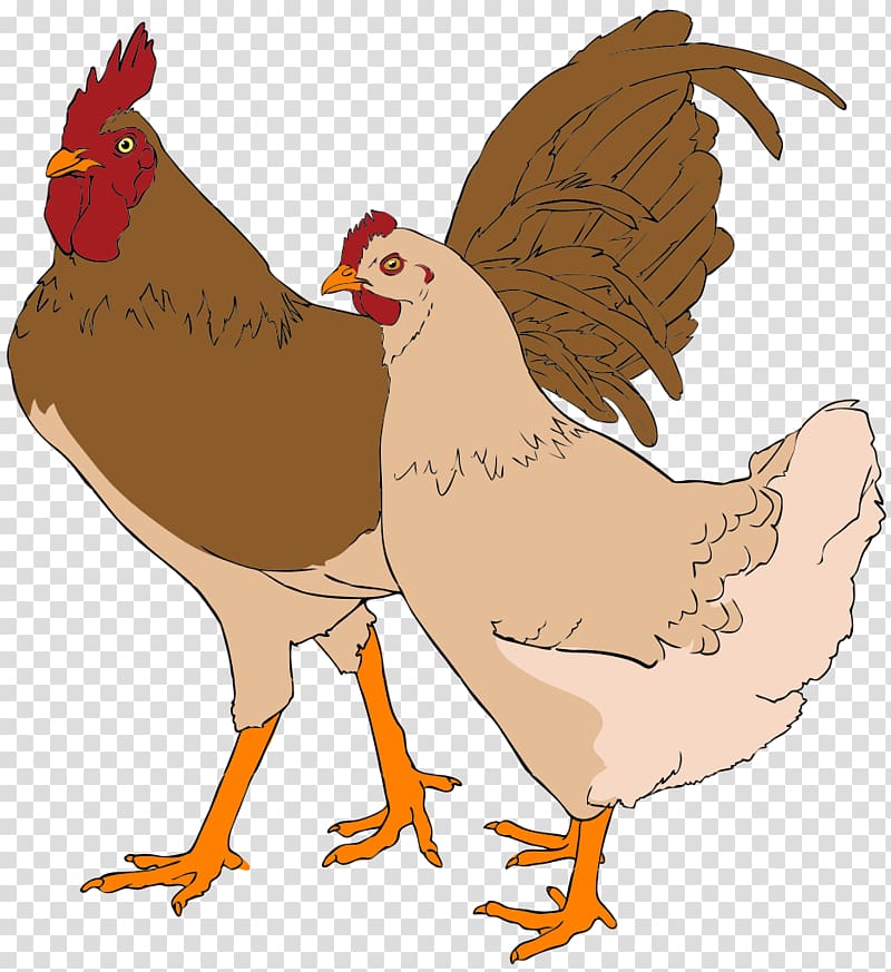 Faverolles chicken Rooster Thumbnail , rooster transparent background PNG clipart