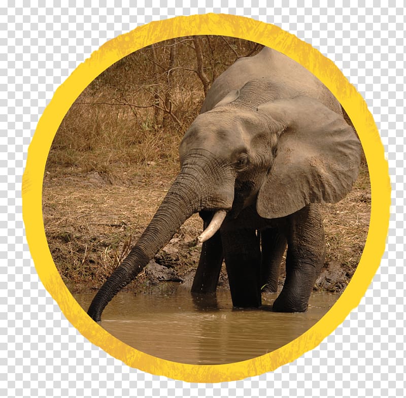 Indian elephant African elephant Tusk Wildlife Curtiss C-46 Commando, elephant circle transparent background PNG clipart