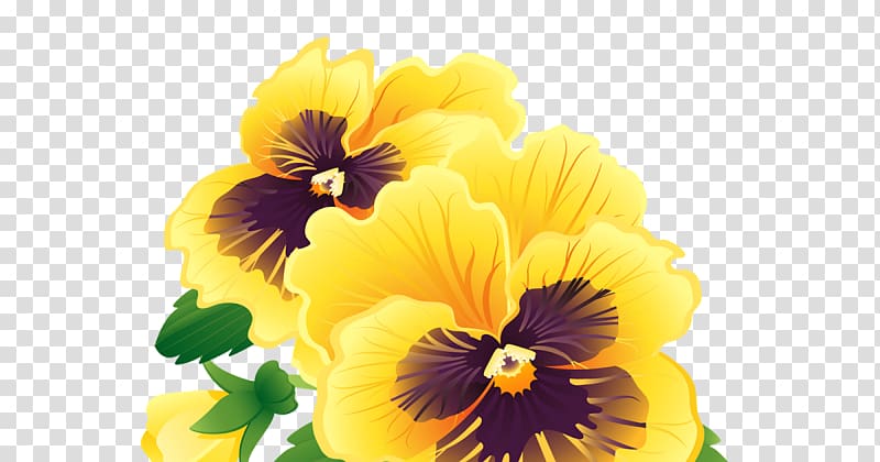 Pansy graphics Illustration GIF, Floral banner transparent background PNG clipart