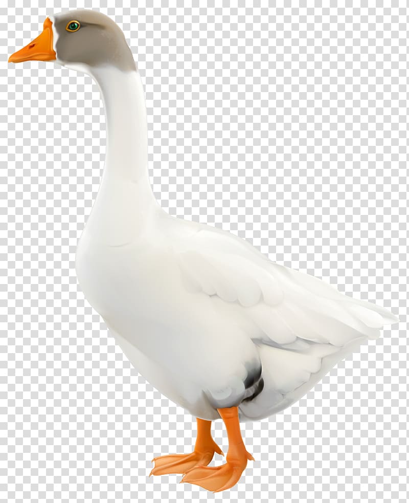 white and gray goose, Snow goose Duck Canada Goose, Goose transparent background PNG clipart