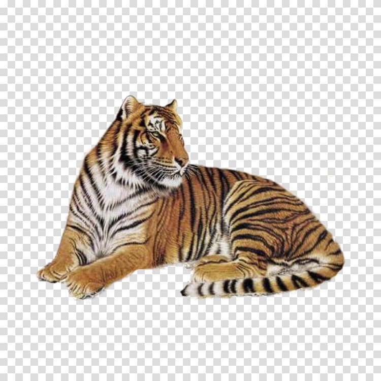 Wu Song China Tiger Embroidery, Tiger tummy transparent background PNG clipart