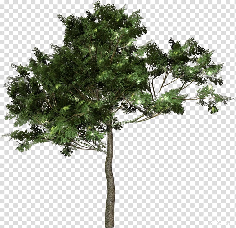 Tree Forest , tree, green leafed tree transparent background PNG clipart