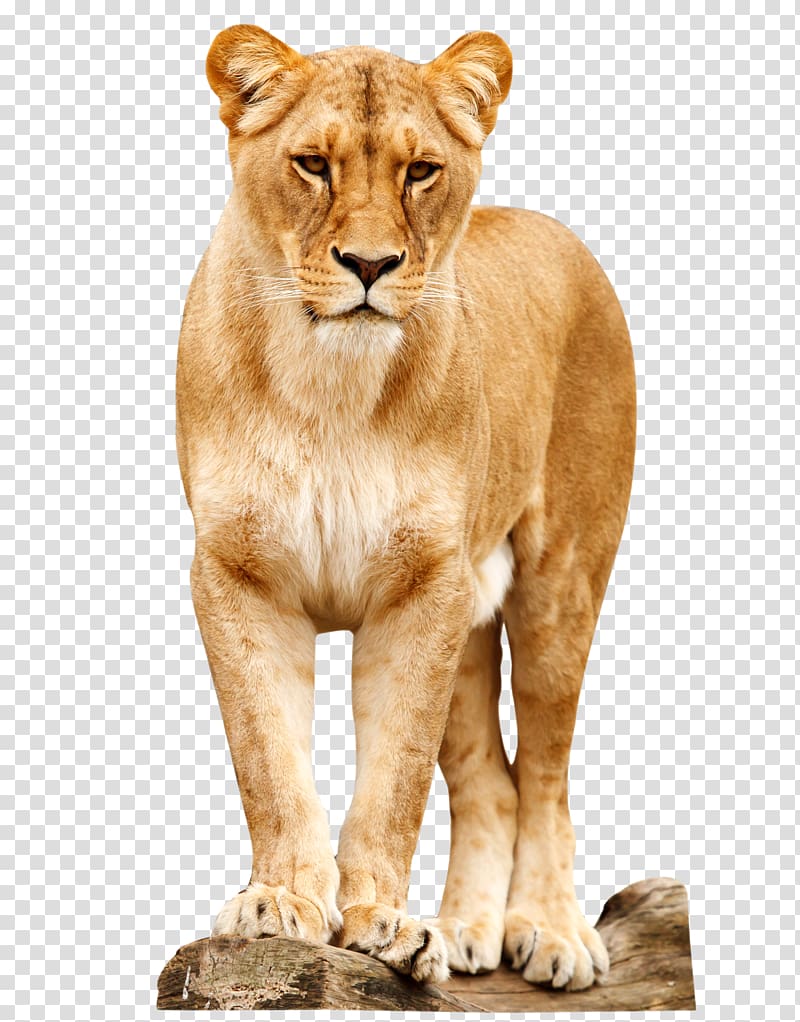 Lion Africa Cat Felidae Tiger, Lion transparent background PNG clipart