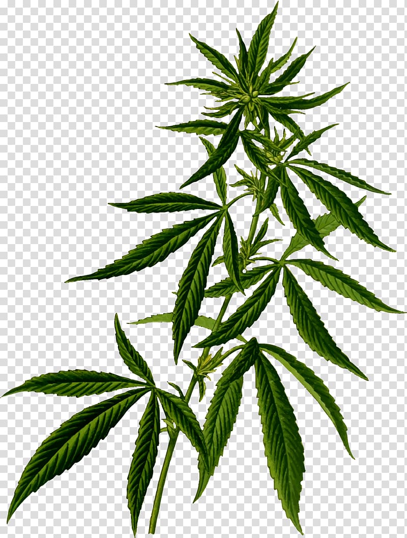 green cannabis leaves, Medical cannabis Hemp Drug Cannabis in Maine, Cannabis transparent background PNG clipart