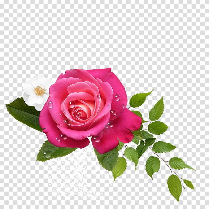 Garden roses Cabbage rose Pink Floribunda Flower, hoa transparent background PNG clipart