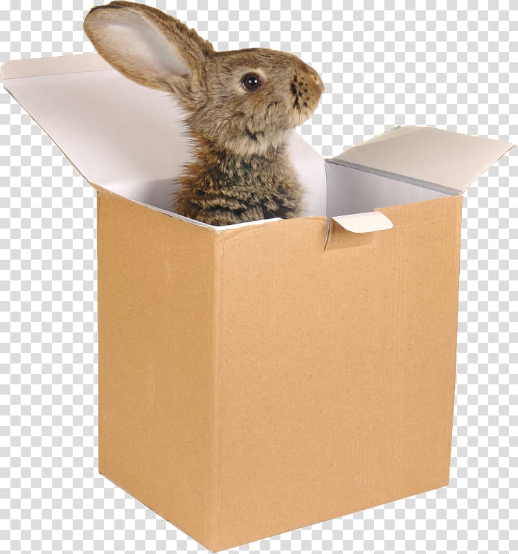 Domestic rabbit Hare Bienvenue chez moi, others transparent background PNG clipart
