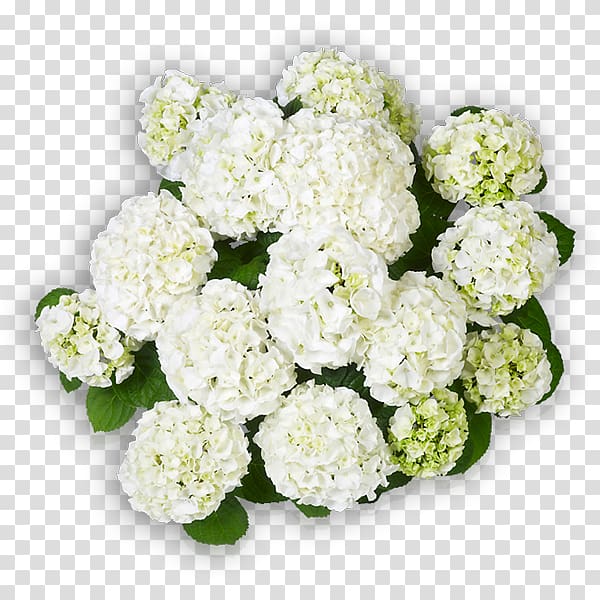 Hydrangea Cut flowers Wudu Floral design, flower transparent background PNG clipart