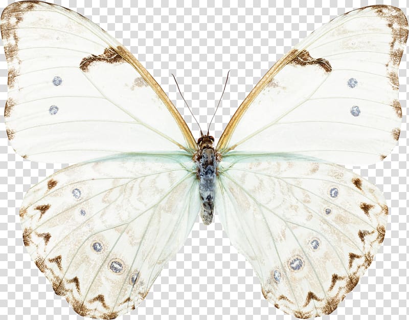 Butterfly Sorority of Hope: Women United by Possibility Insect Moth Light, moth transparent background PNG clipart