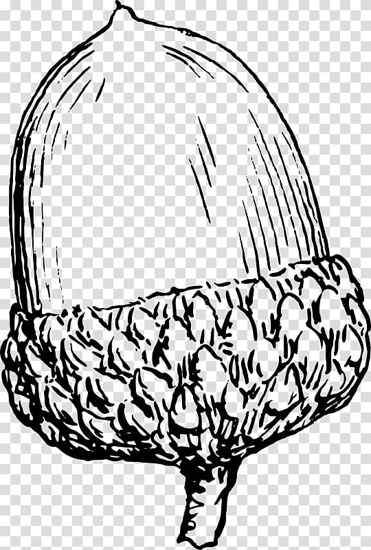 Drawing Acorn , acorn transparent background PNG clipart