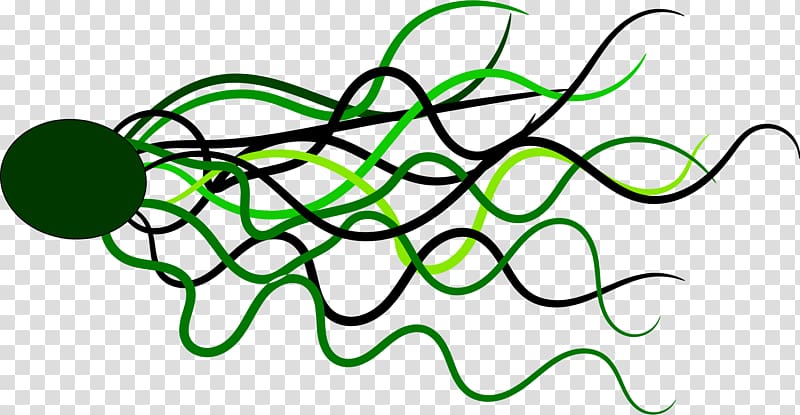 Line Green Circle, flowing transparent background PNG clipart