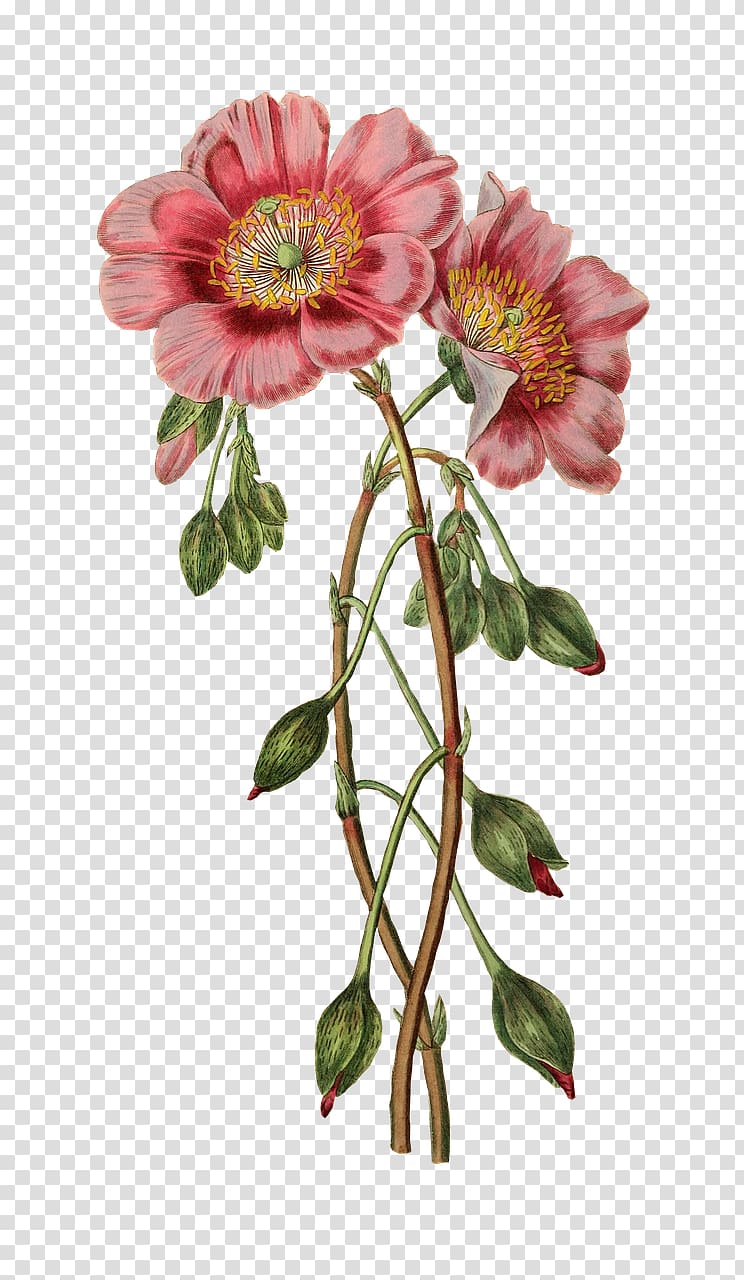 two pink flowers illustration, Botanical illustration Flower Craft , flower transparent background PNG clipart