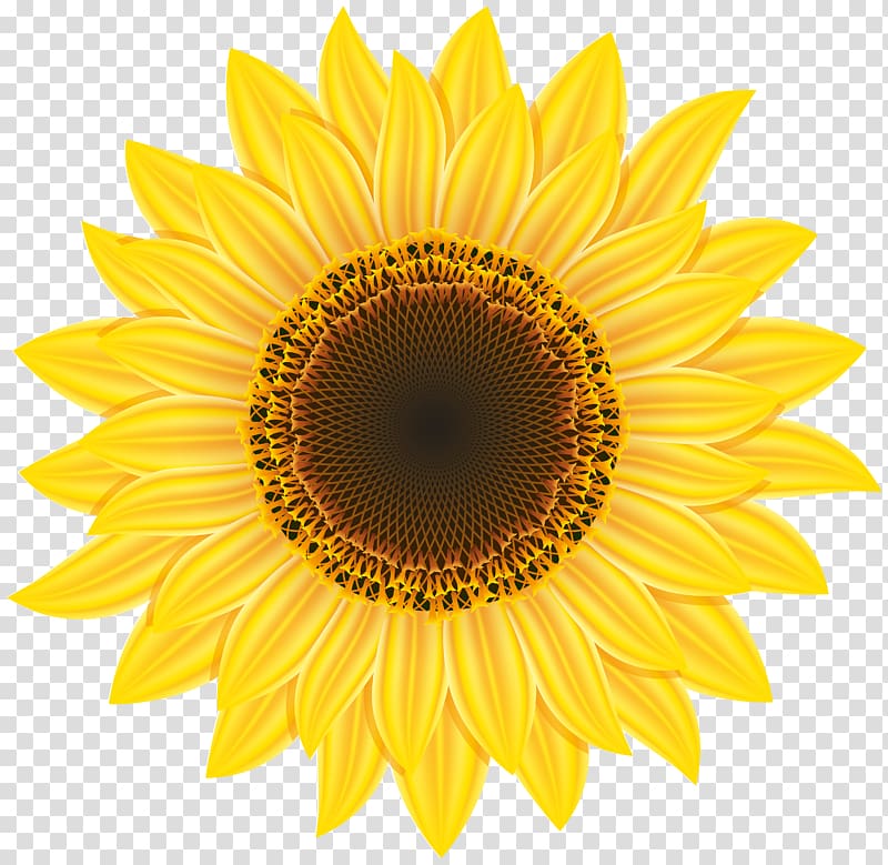 sunflower clear edge transparent background PNG clipart