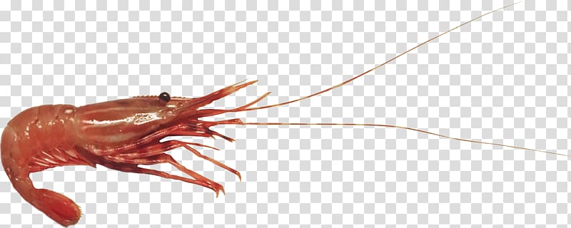 Crayfish Insect Krill Decapoda Claw, insect transparent background PNG clipart