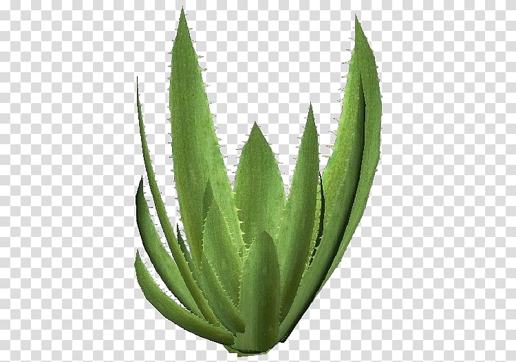 Aloe vera Succulent plant Agave azul Xanthorrhoeaceae, succulent transparent background PNG clipart