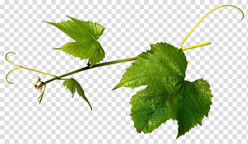 Grapevines Grape leaves Herbalism Leaf, verdure transparent background PNG clipart