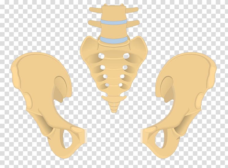 Bone Pelvis Coccyx Anatomy Sacrum, Sacrum transparent background PNG clipart