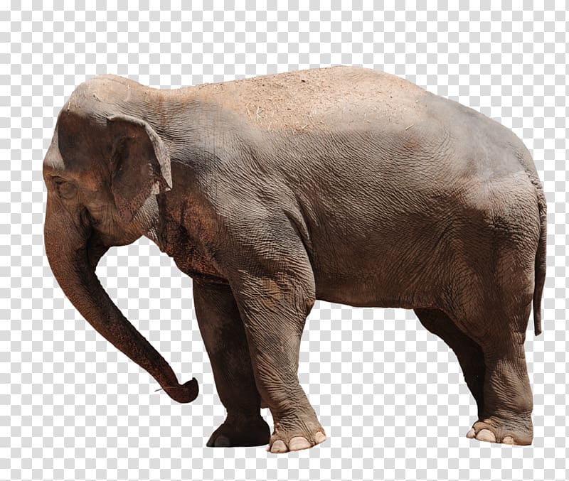 African bush elephant Asian elephant Baby Elephants African forest elephant, Elephant transparent background PNG clipart