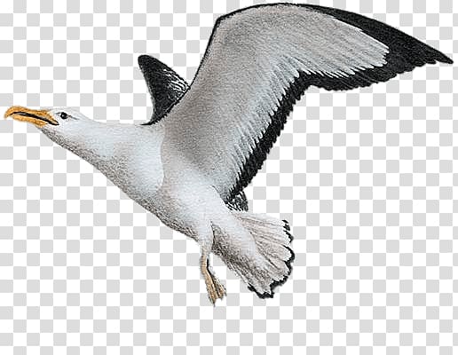 white and black seagull, Albatross Painting transparent background PNG clipart