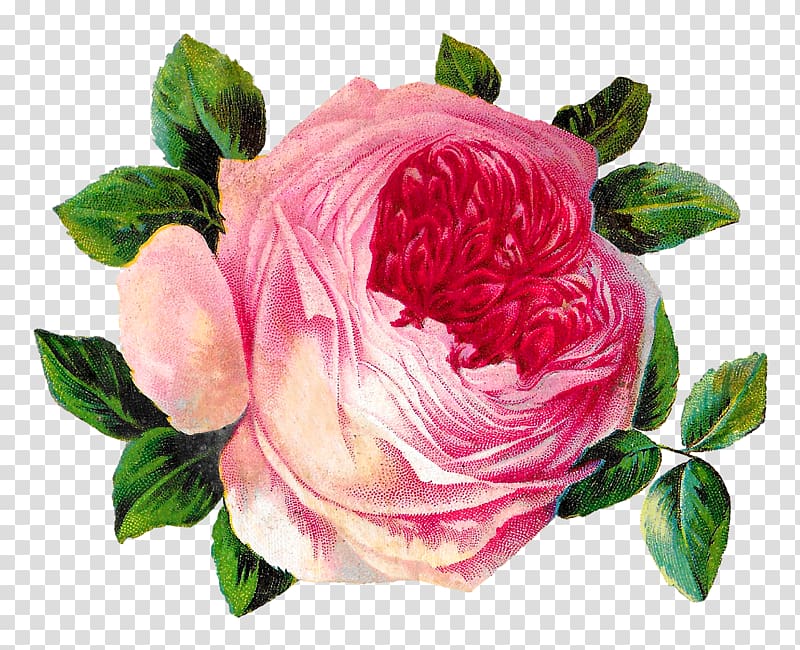 Garden roses Cabbage rose Floribunda Pink , flower transparent background PNG clipart