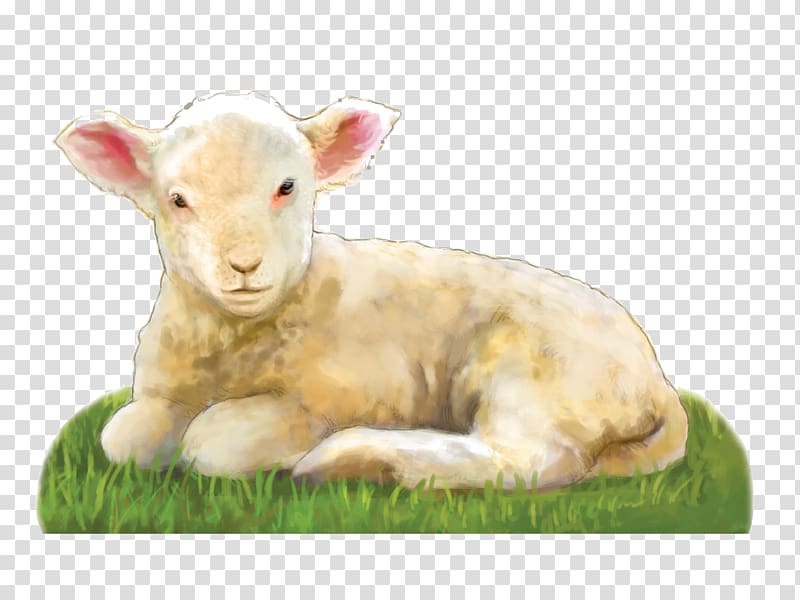 Sheep Goat Prayer , Lamb transparent background PNG clipart