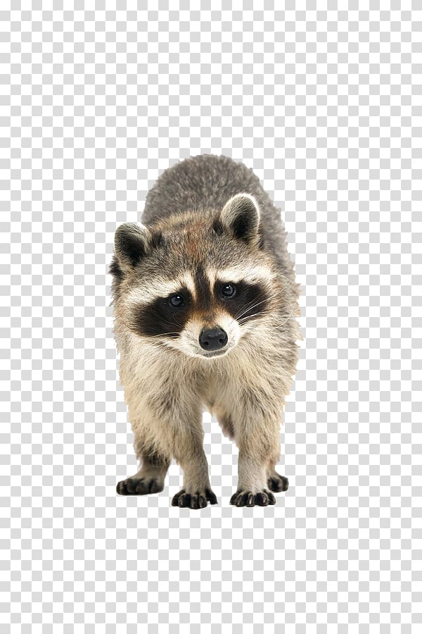 raccoon illustration, Raccoon Cuteness Icon, raccoon transparent background PNG clipart