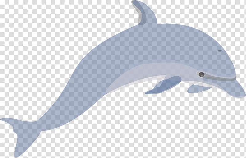 Dolphin Porpoise Killer whale , dolphin transparent background PNG clipart