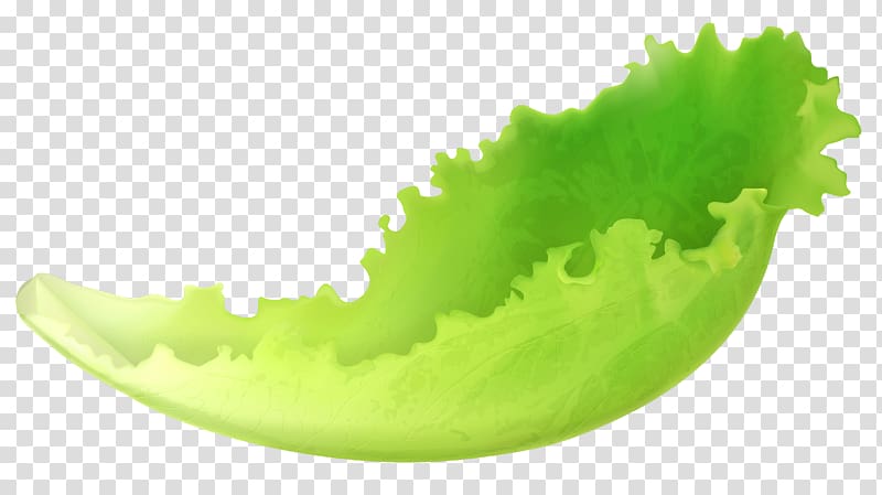 green lettuce illustration, Lettuce Salad Vegetable , Leaf Lettuce transparent background PNG clipart