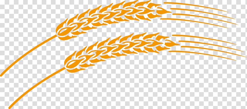 Wheat, Wheat material transparent background PNG clipart