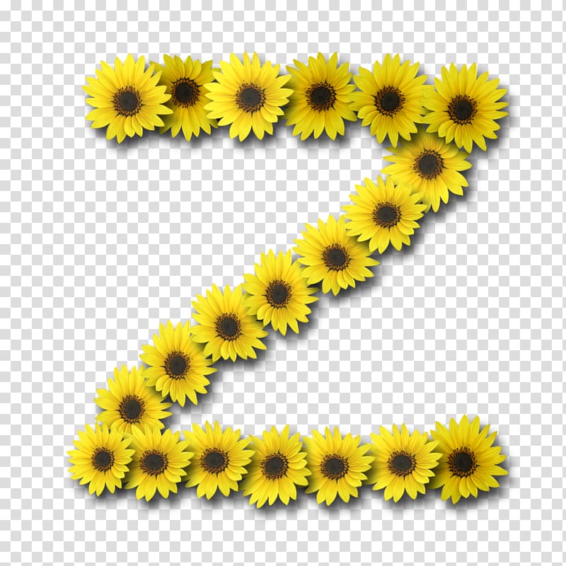 Common sunflower Letter Information Alphabet, sunflower transparent background PNG clipart